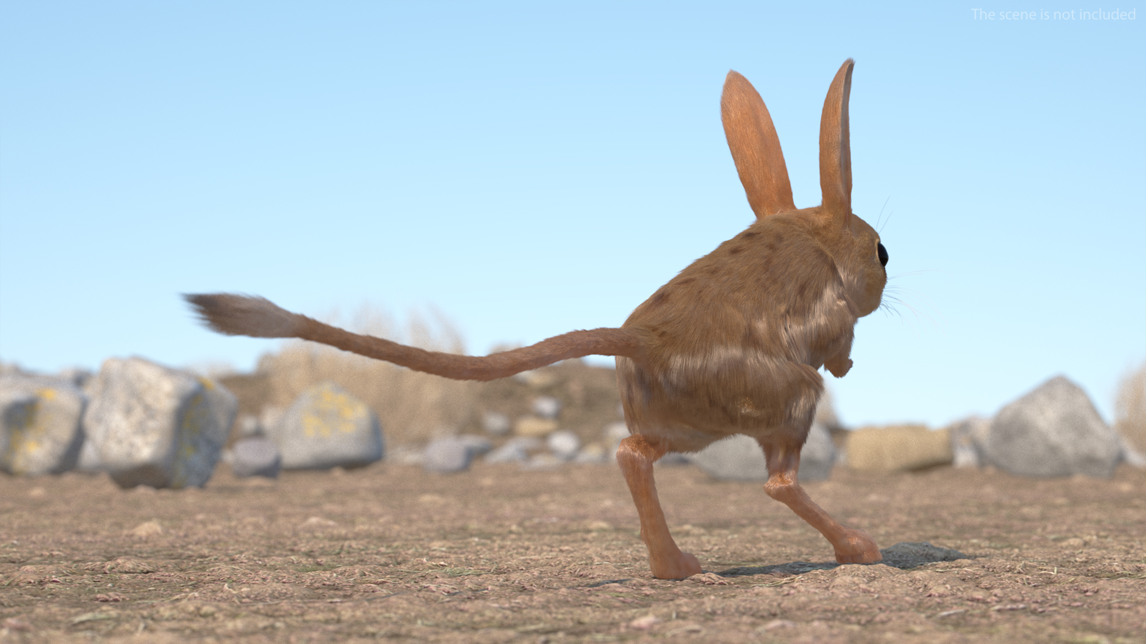 Desert Jerboa Fur 3D