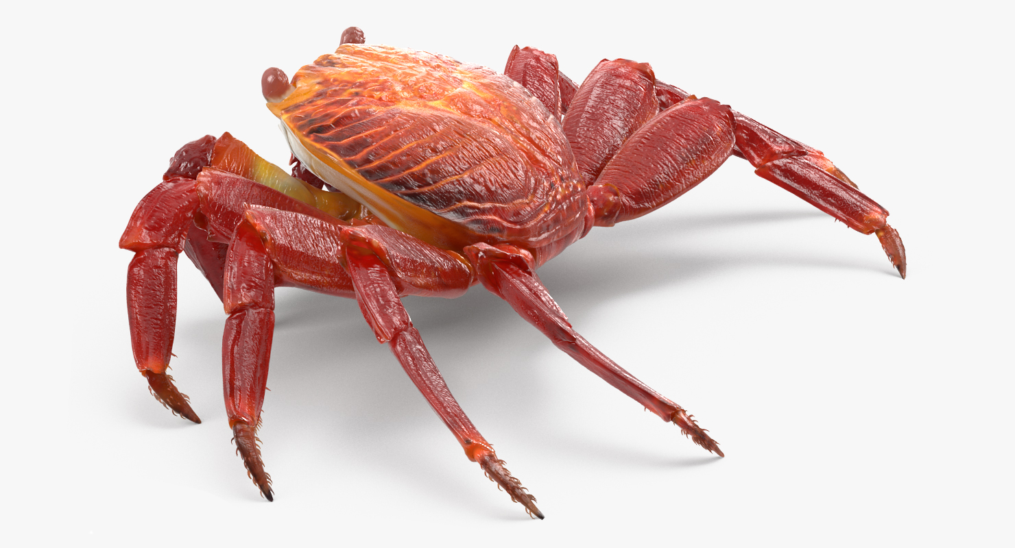 3D model Red Rock Crab Rigged