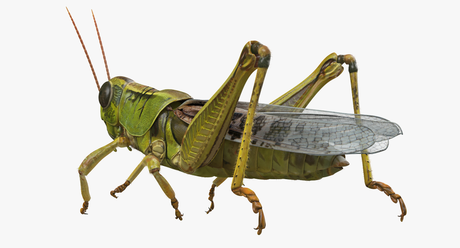 Grasshopper Eating Pose with Fur 3D