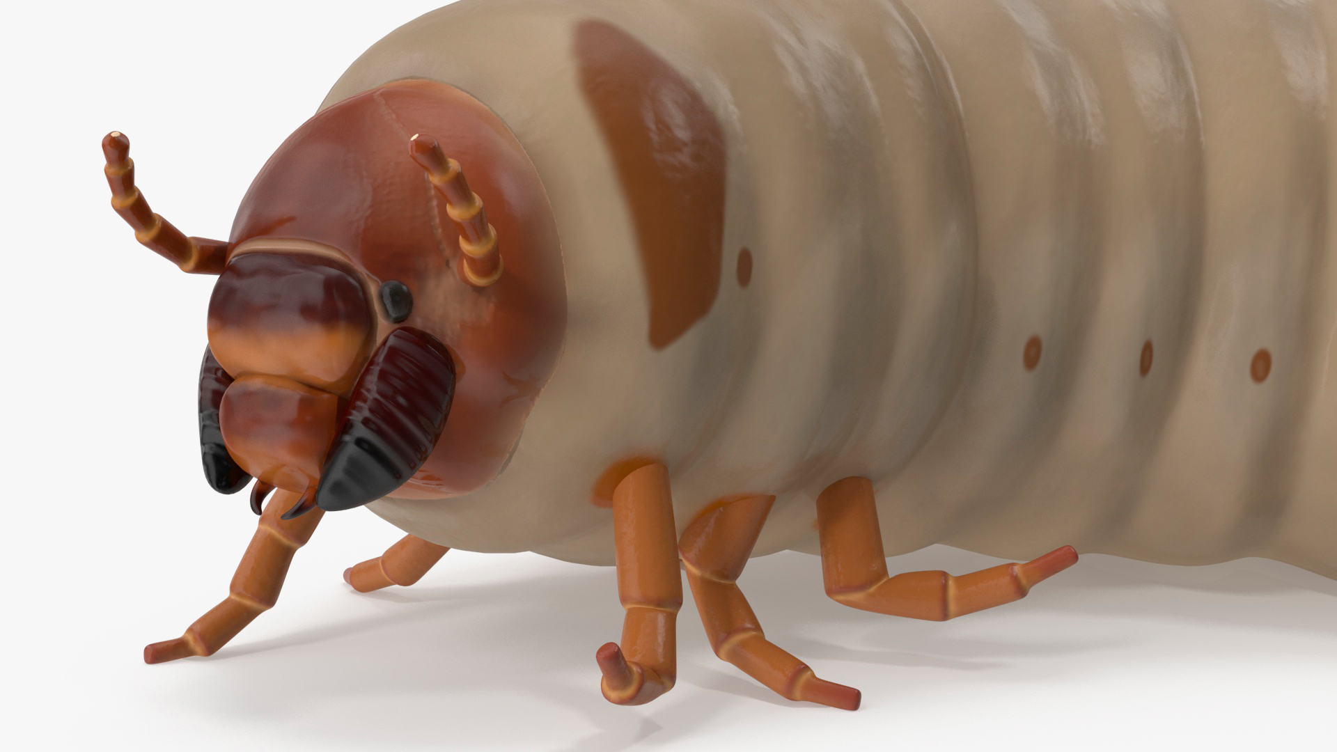 3D Maggot May Bug Rigged