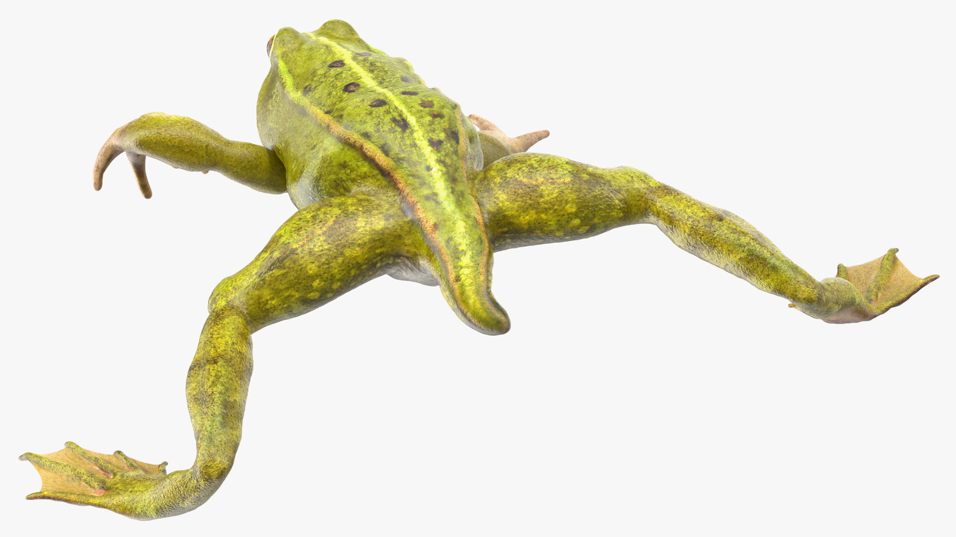 Froglet Rigged 3D model