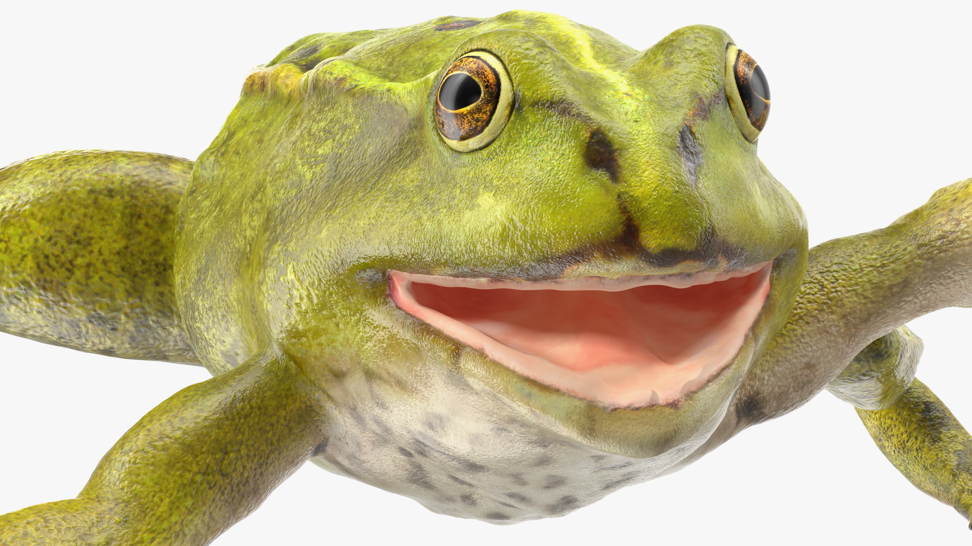 Froglet Rigged 3D model