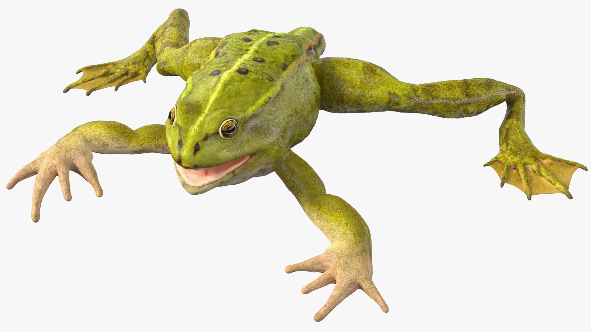 Froglet Rigged 3D model