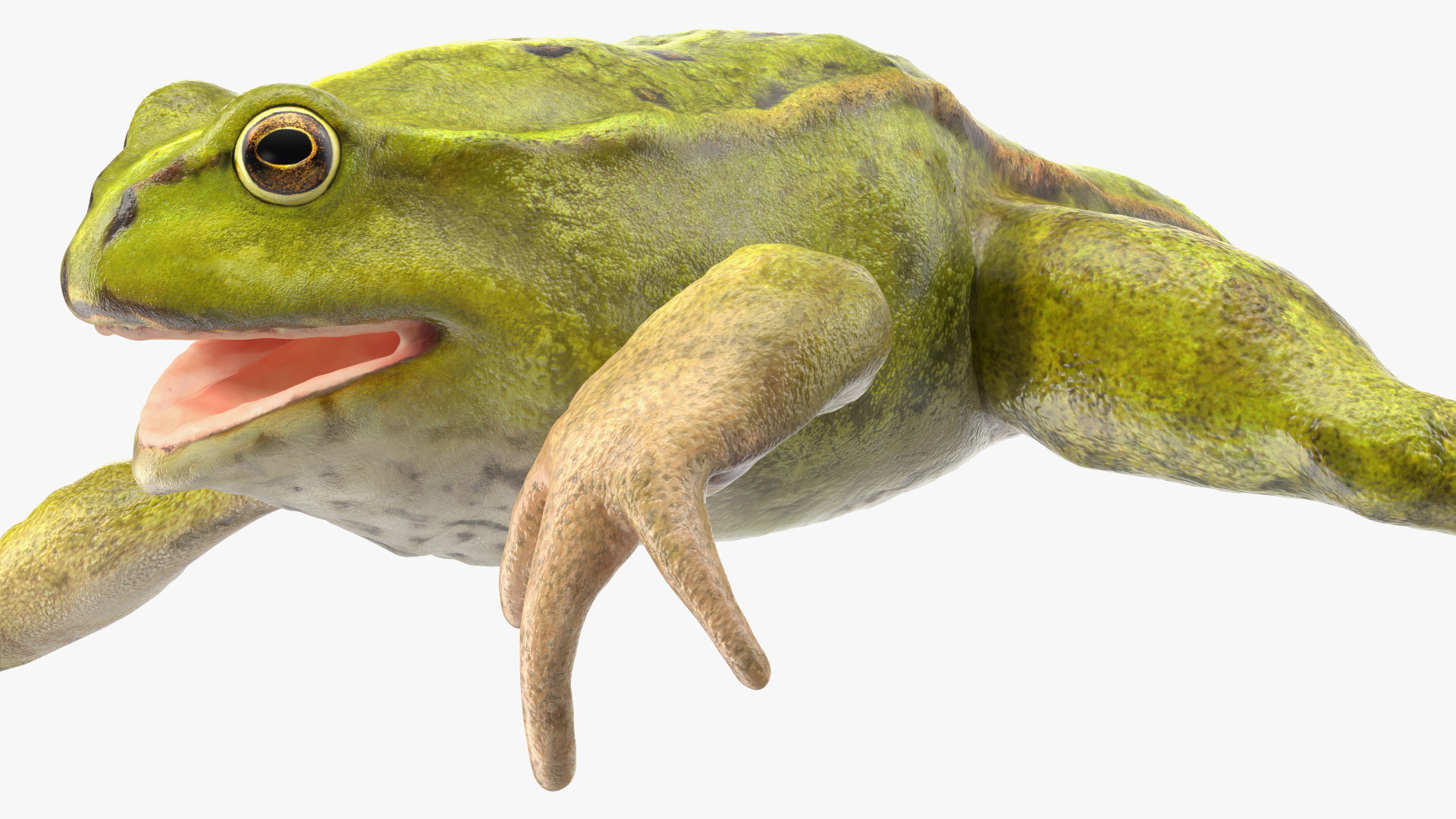 Froglet Rigged 3D model