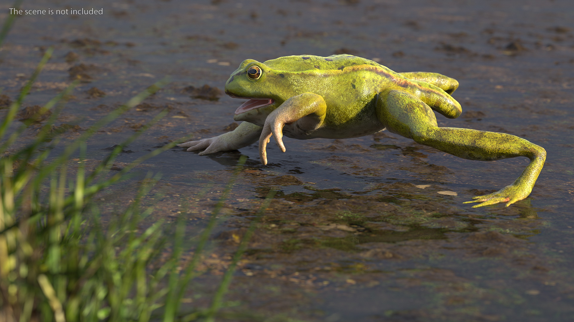 Froglet Rigged 3D model