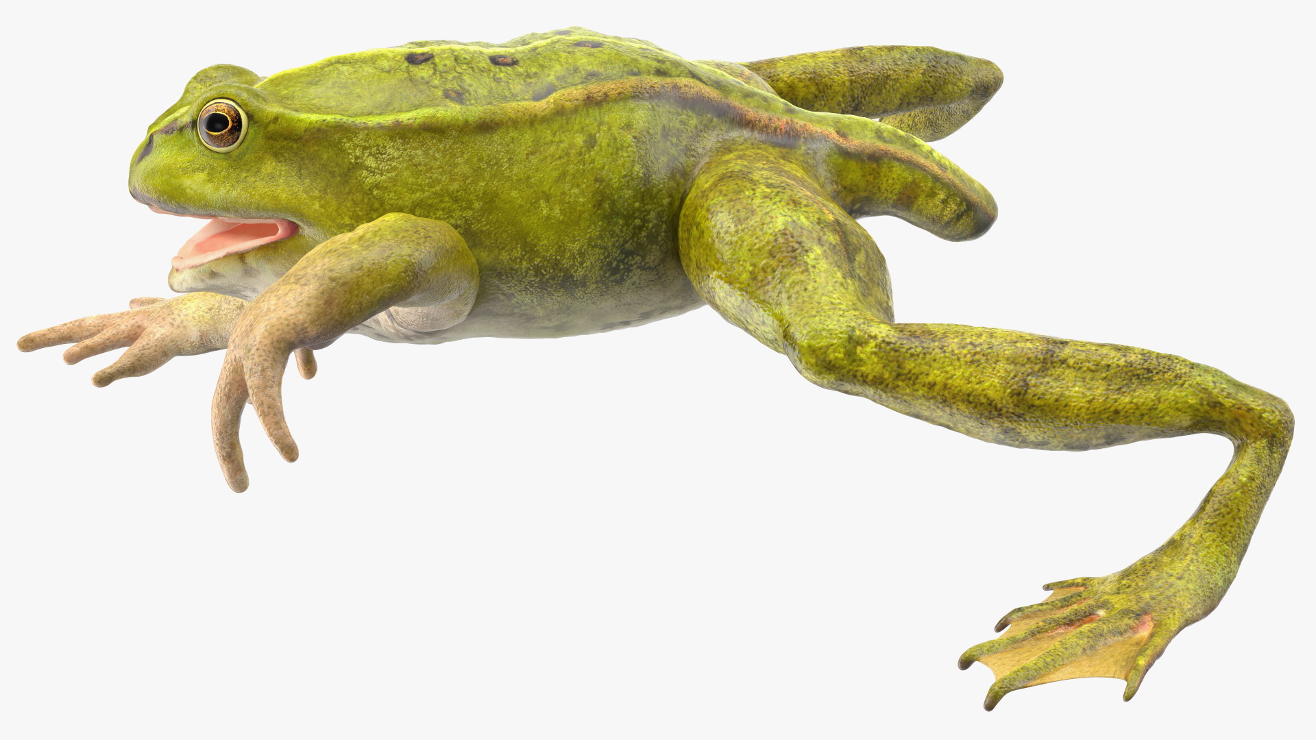 Froglet Rigged 3D model