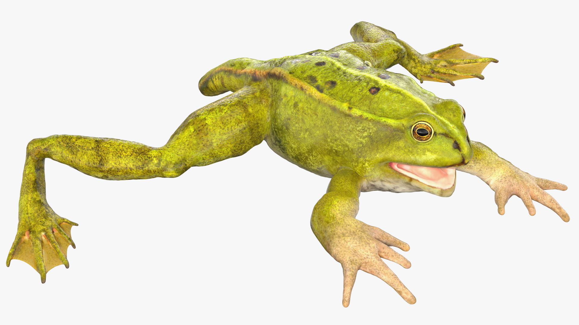 Froglet Rigged 3D model