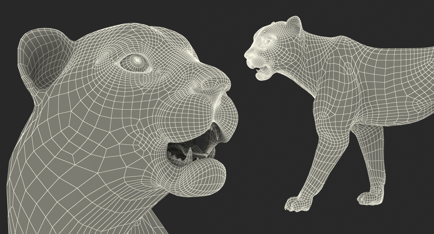 3D Snow Leopard with Fur Rigged model