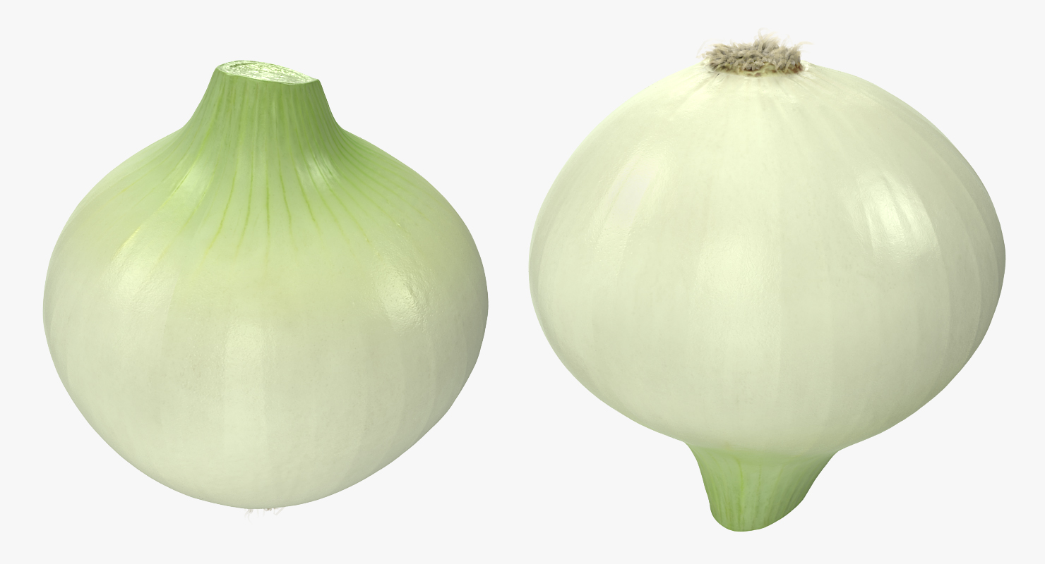 Onion 3D model