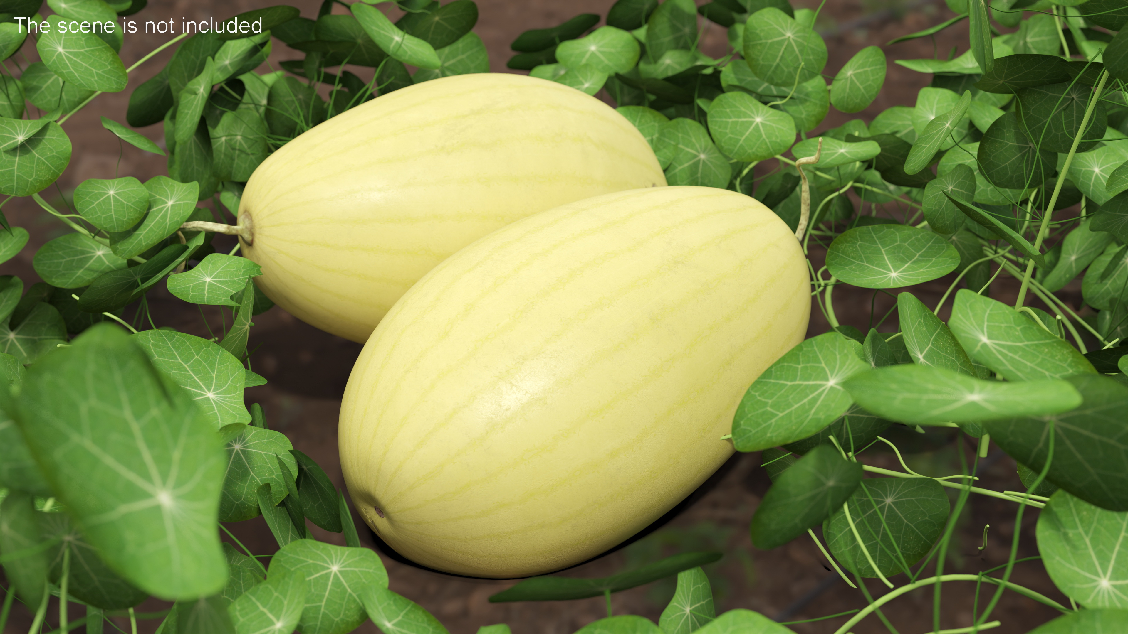 Yellow Skin Watermelon 3D