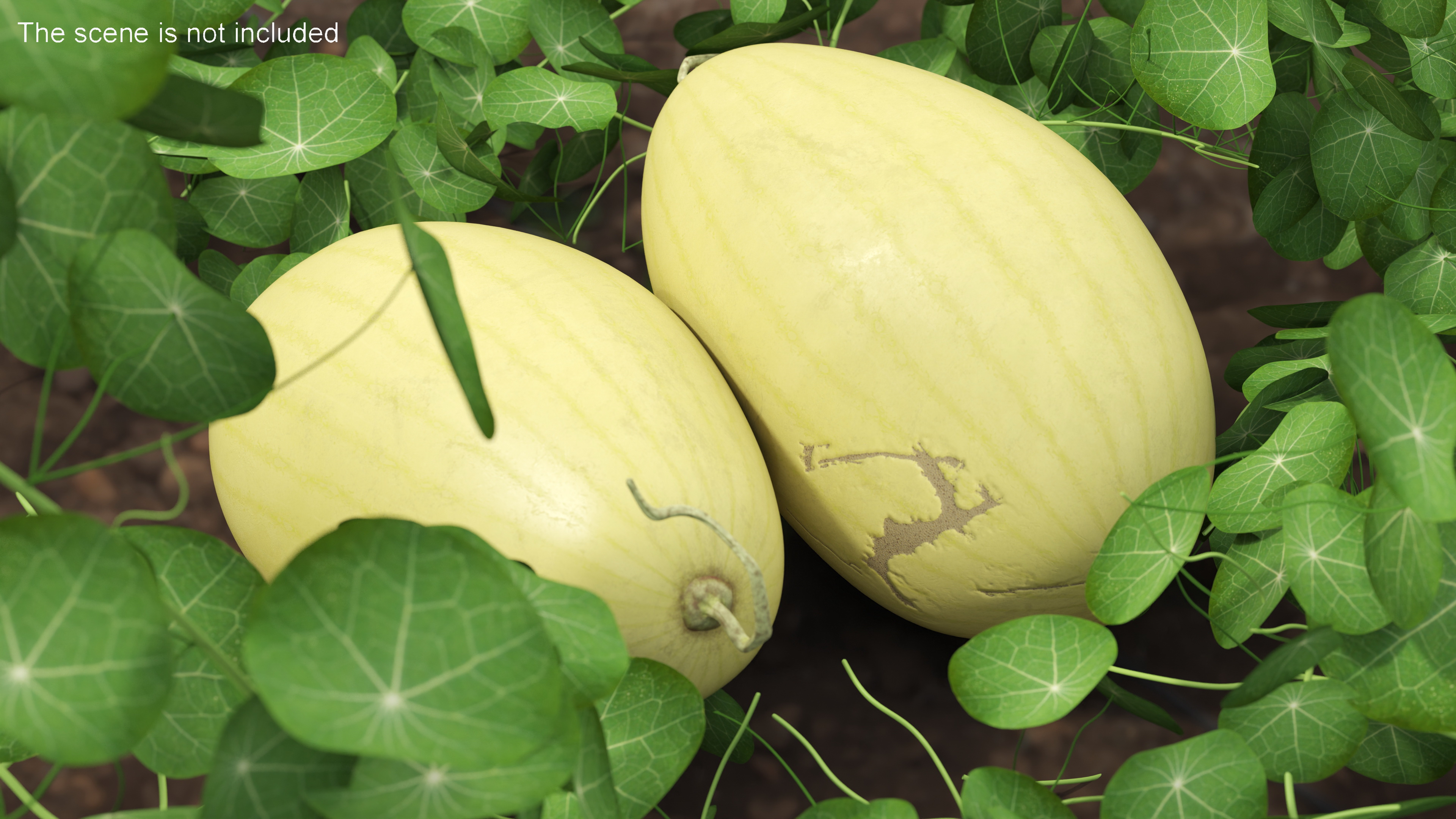 Yellow Skin Watermelon 3D