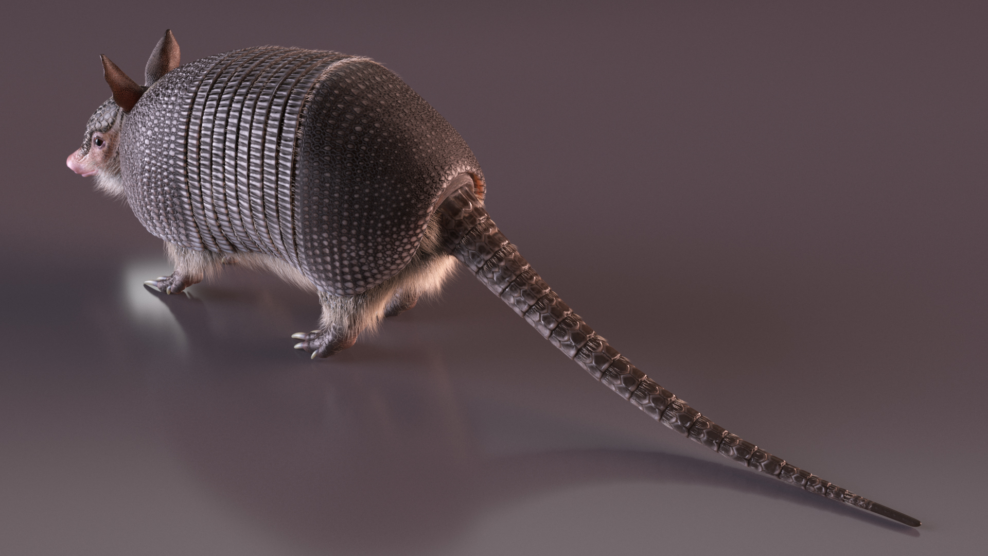 Armadillo Black Fur 3D model