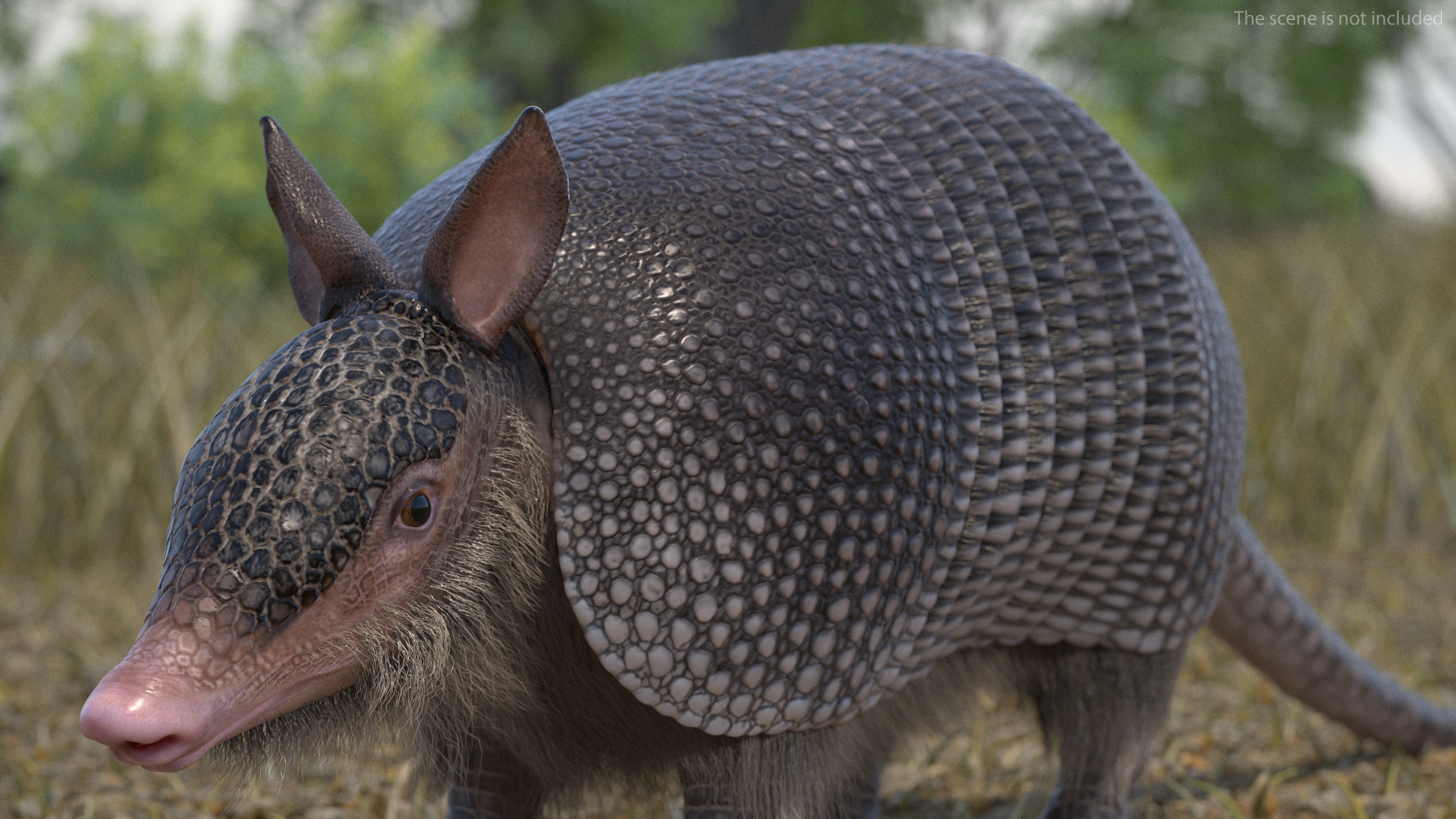 Armadillo Black Fur 3D model