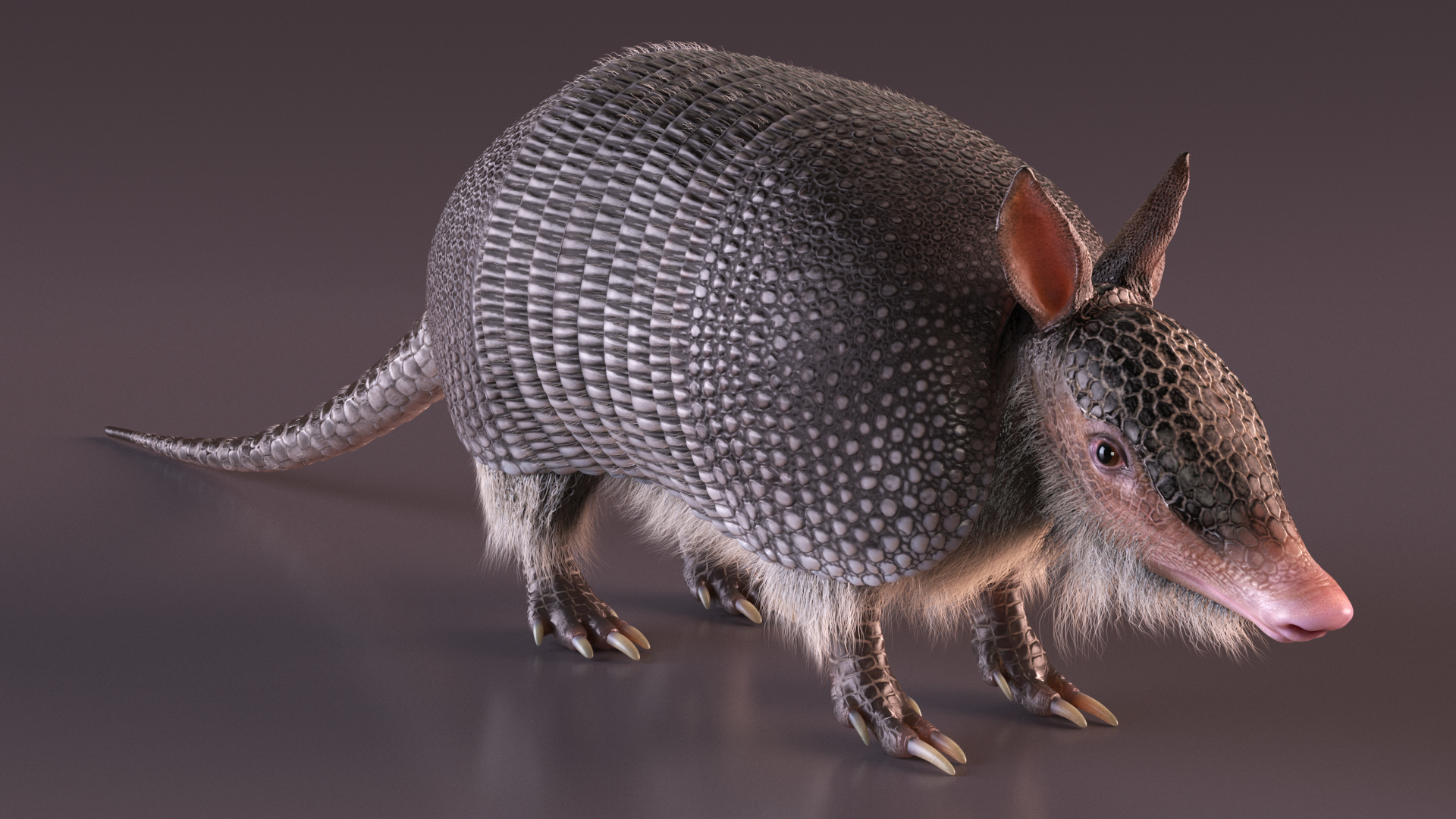 Armadillo Black Fur 3D model