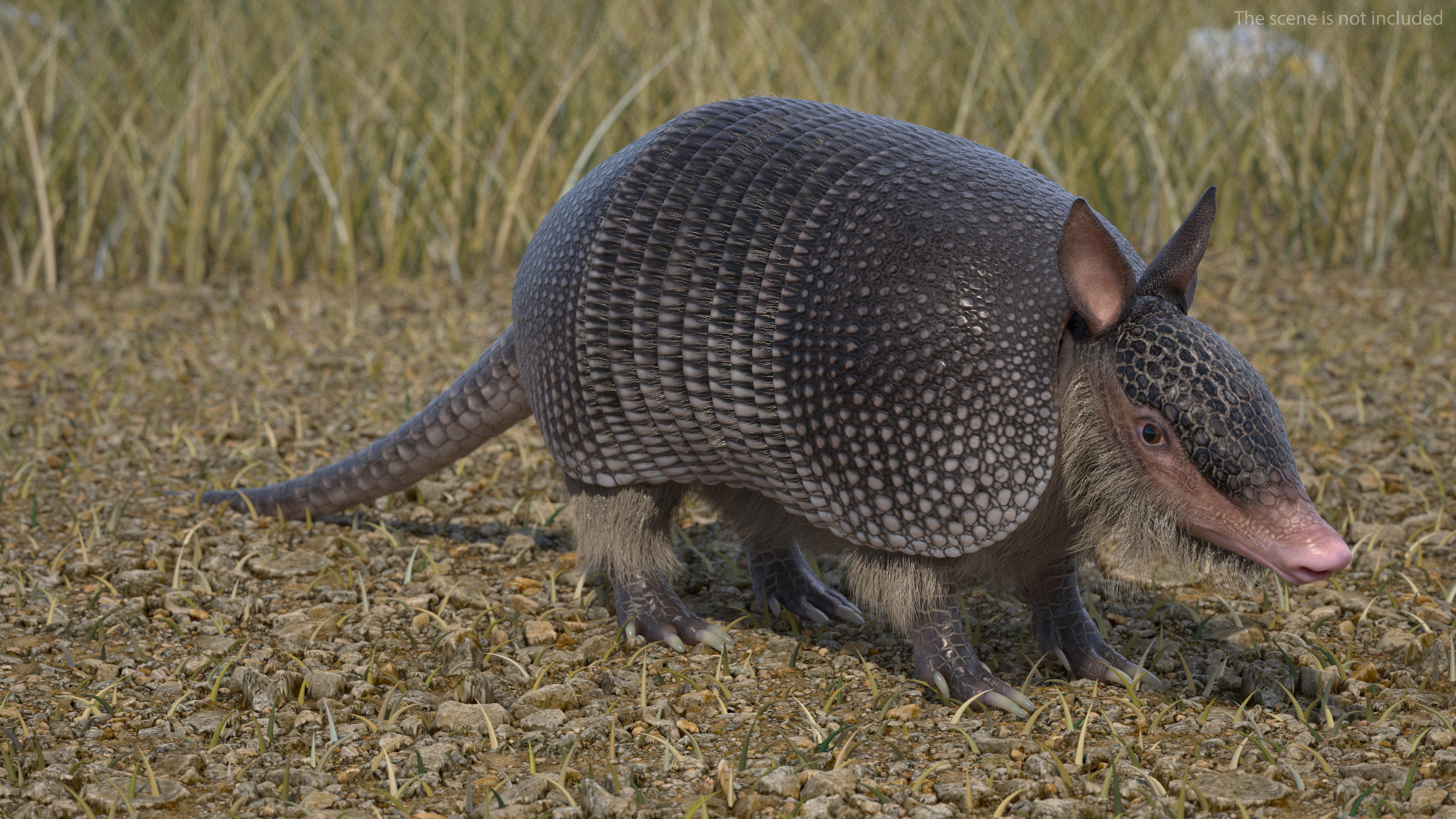 Armadillo Black Fur 3D model