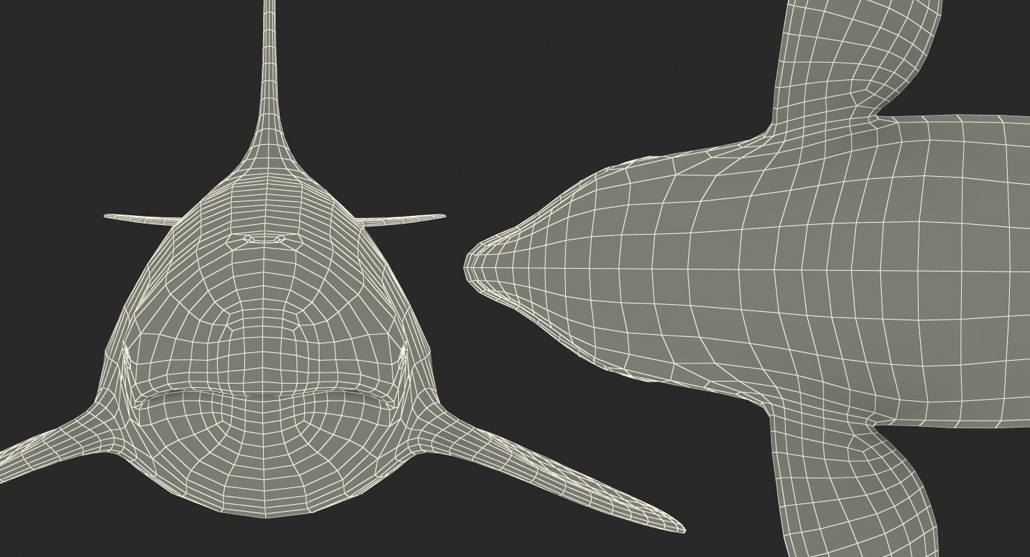 Killer Whale Rigged 3D model