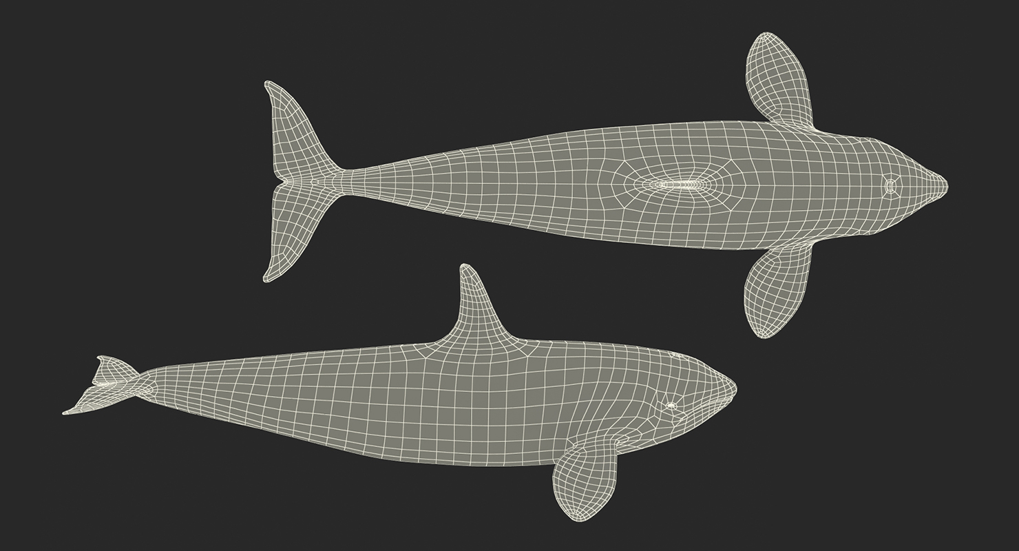 Killer Whale Rigged 3D model