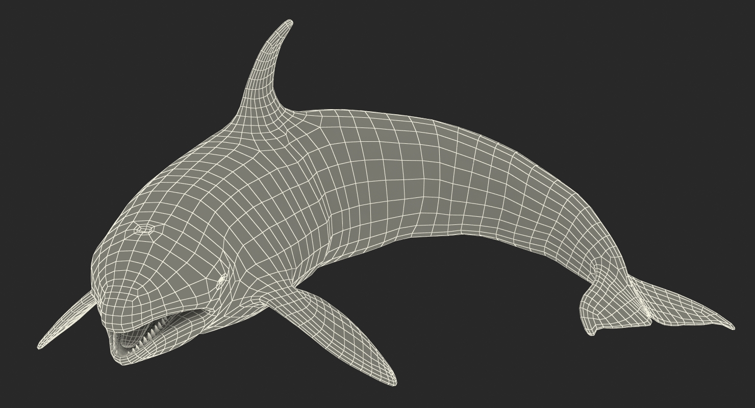 Killer Whale Rigged 3D model