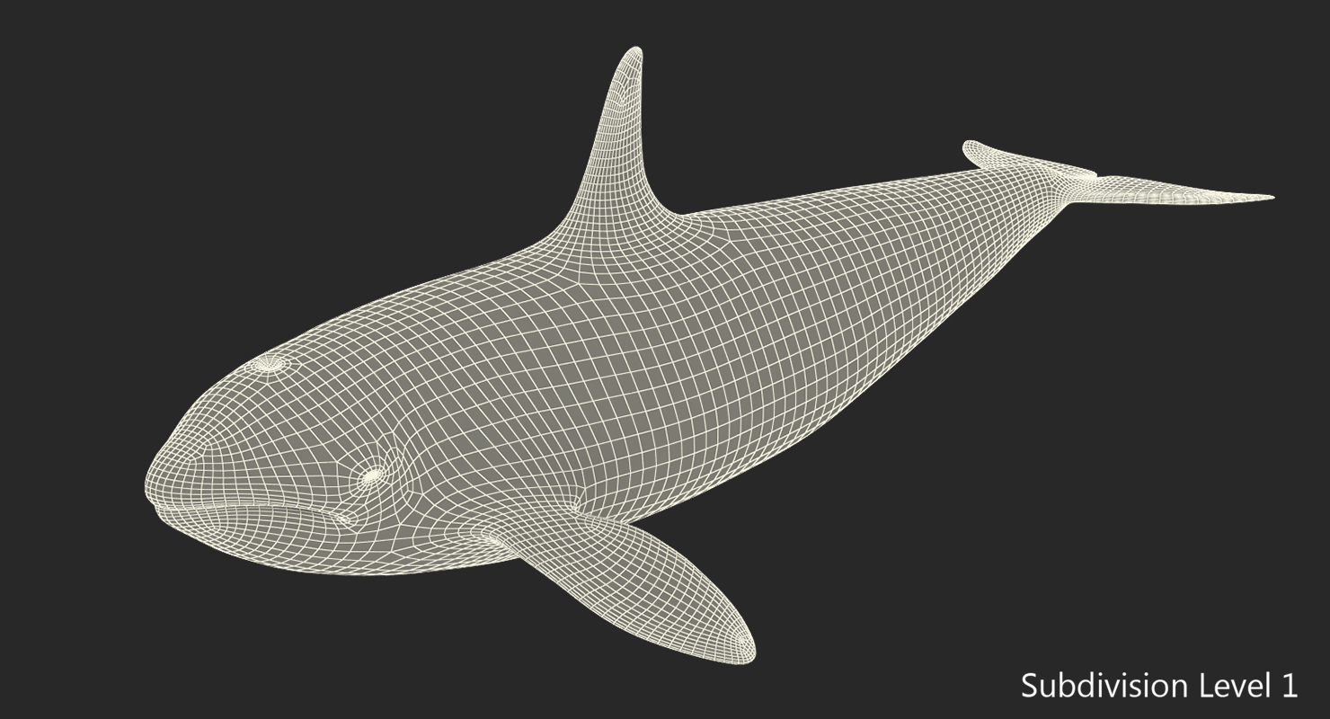 Killer Whale Rigged 3D model