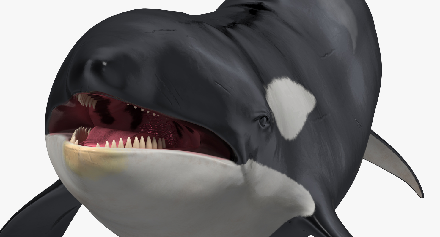 Killer Whale Rigged 3D model