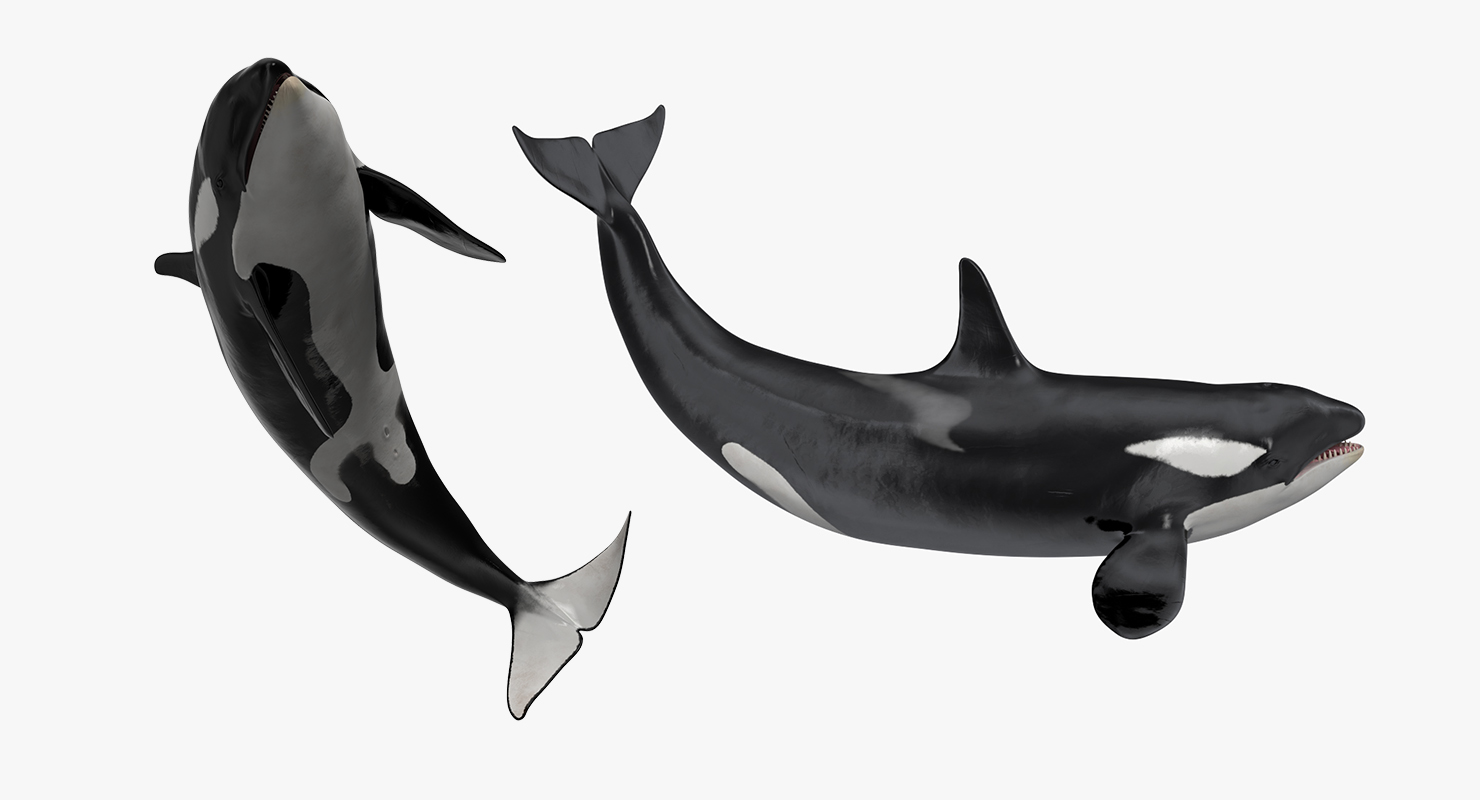 Killer Whale Rigged 3D model