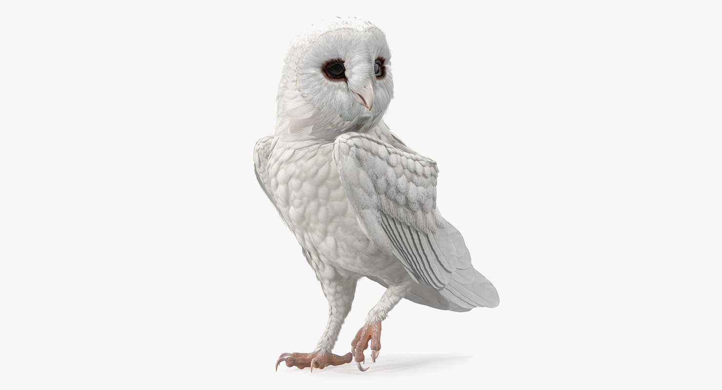 3D White Barn Owl Standing model