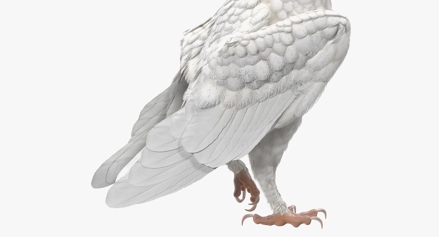 3D White Barn Owl Standing model