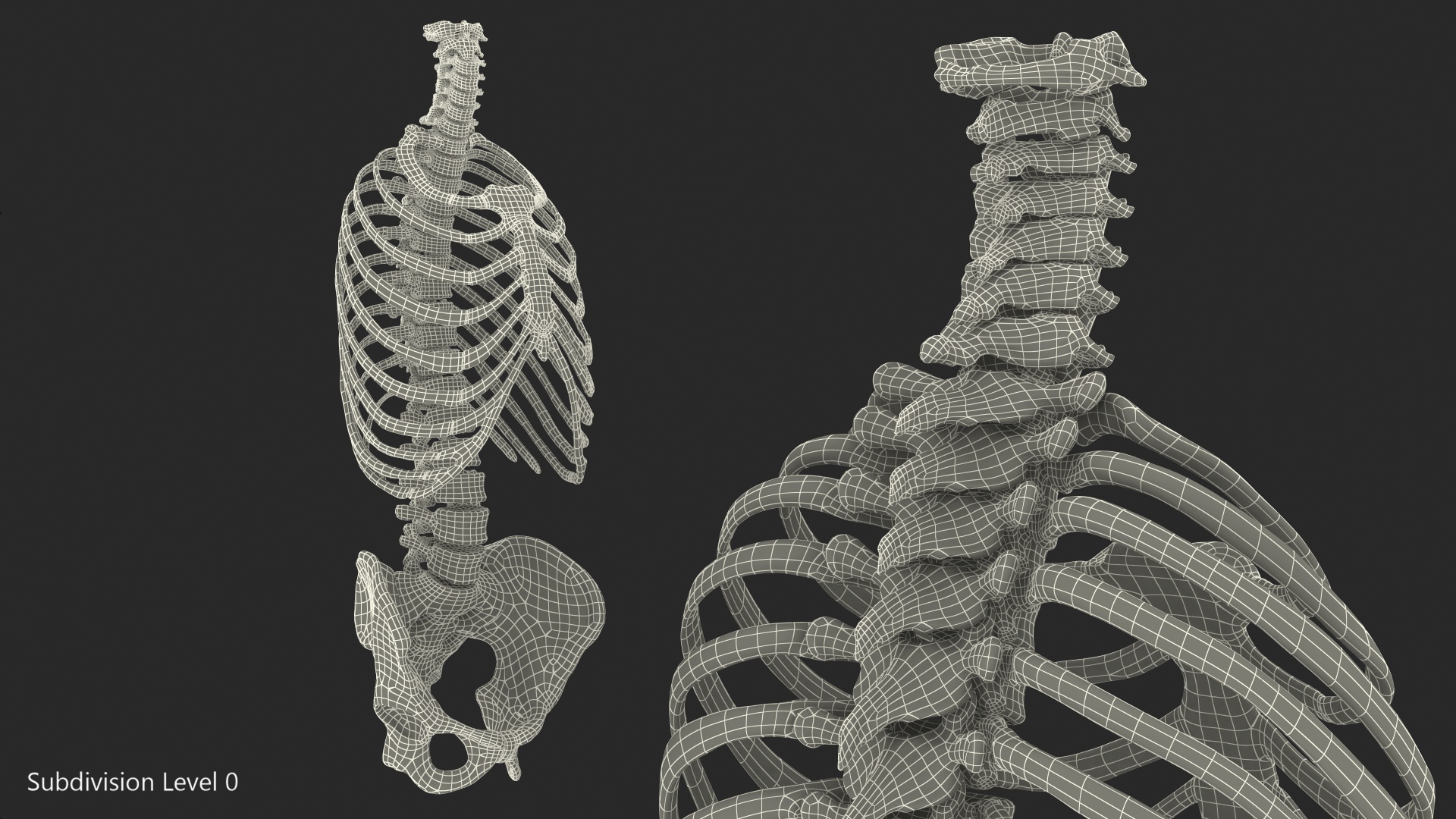 Male Torso Skeleton 3D model