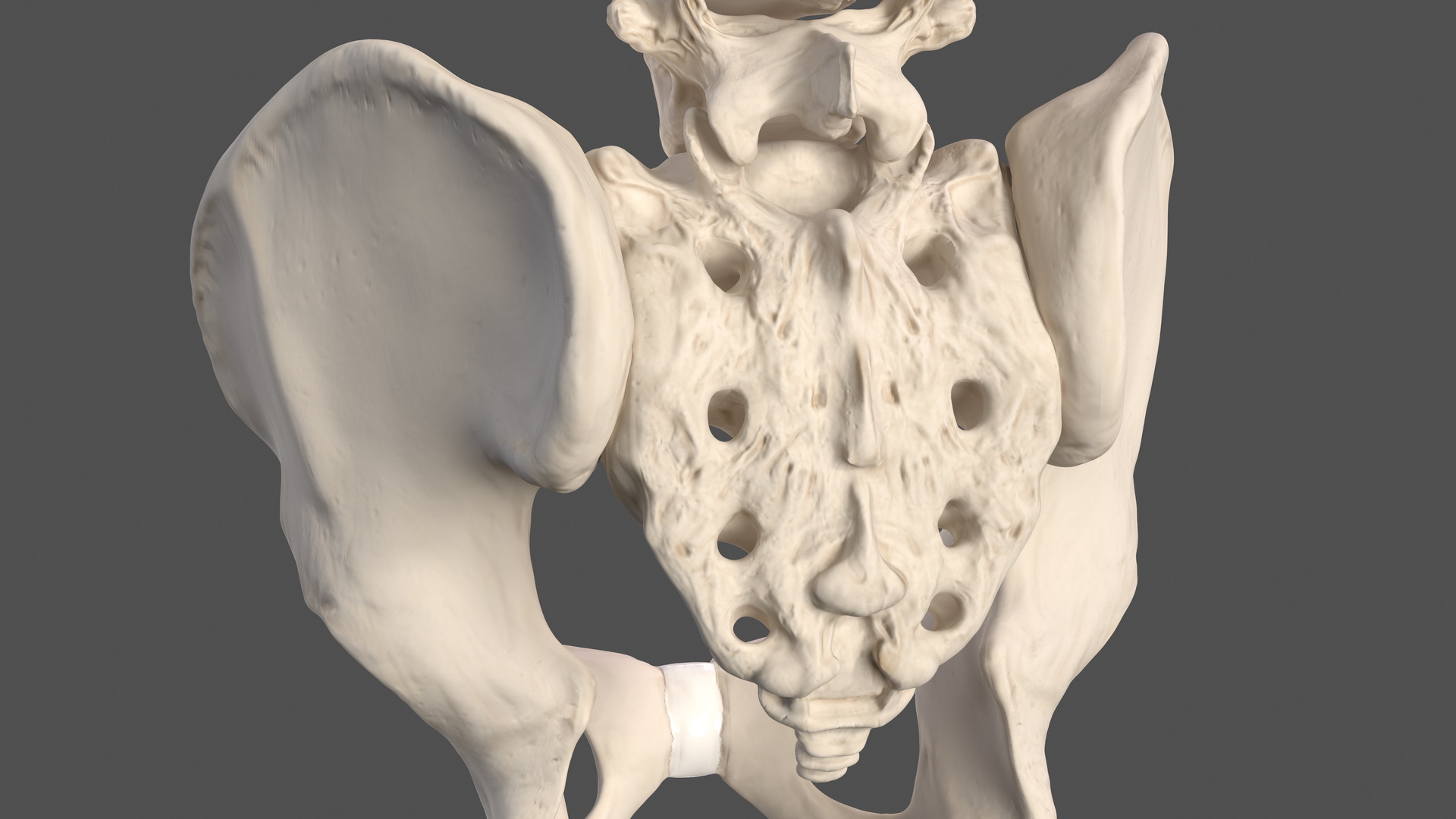 Male Torso Skeleton 3D model