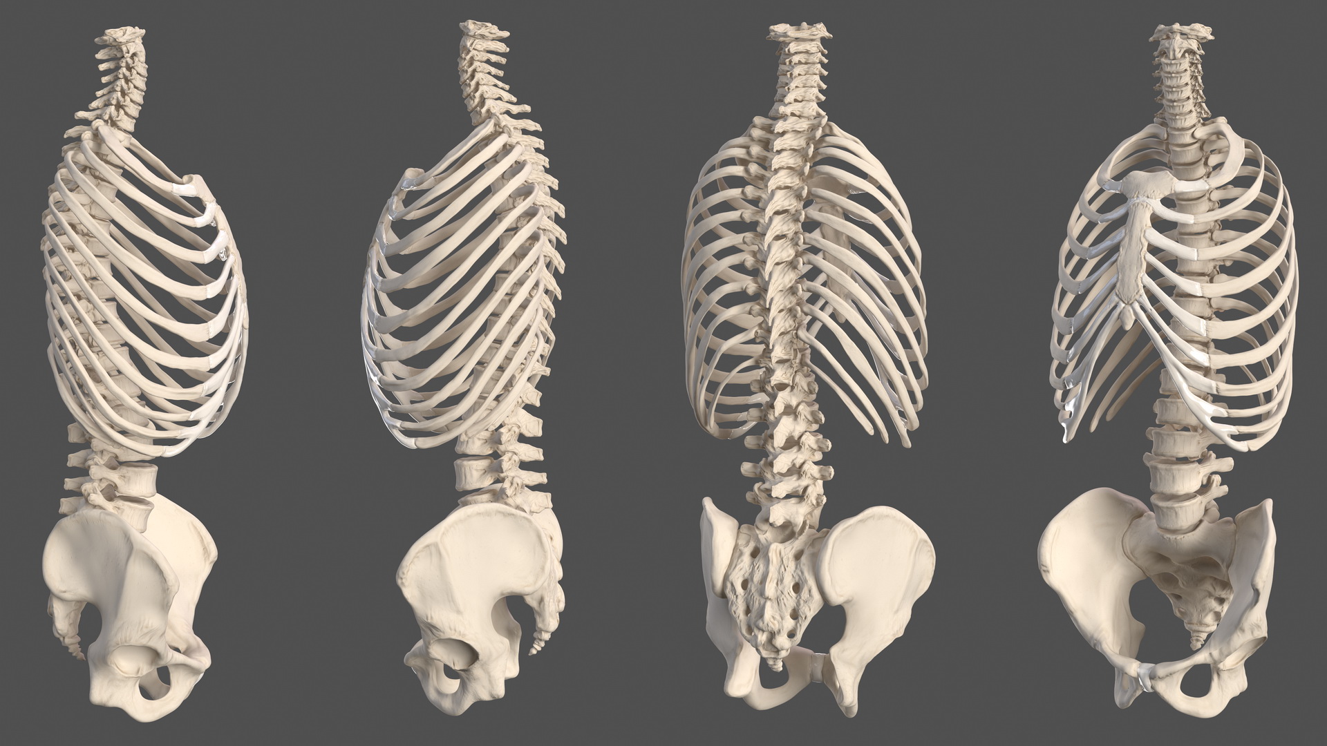 Male Torso Skeleton 3D model