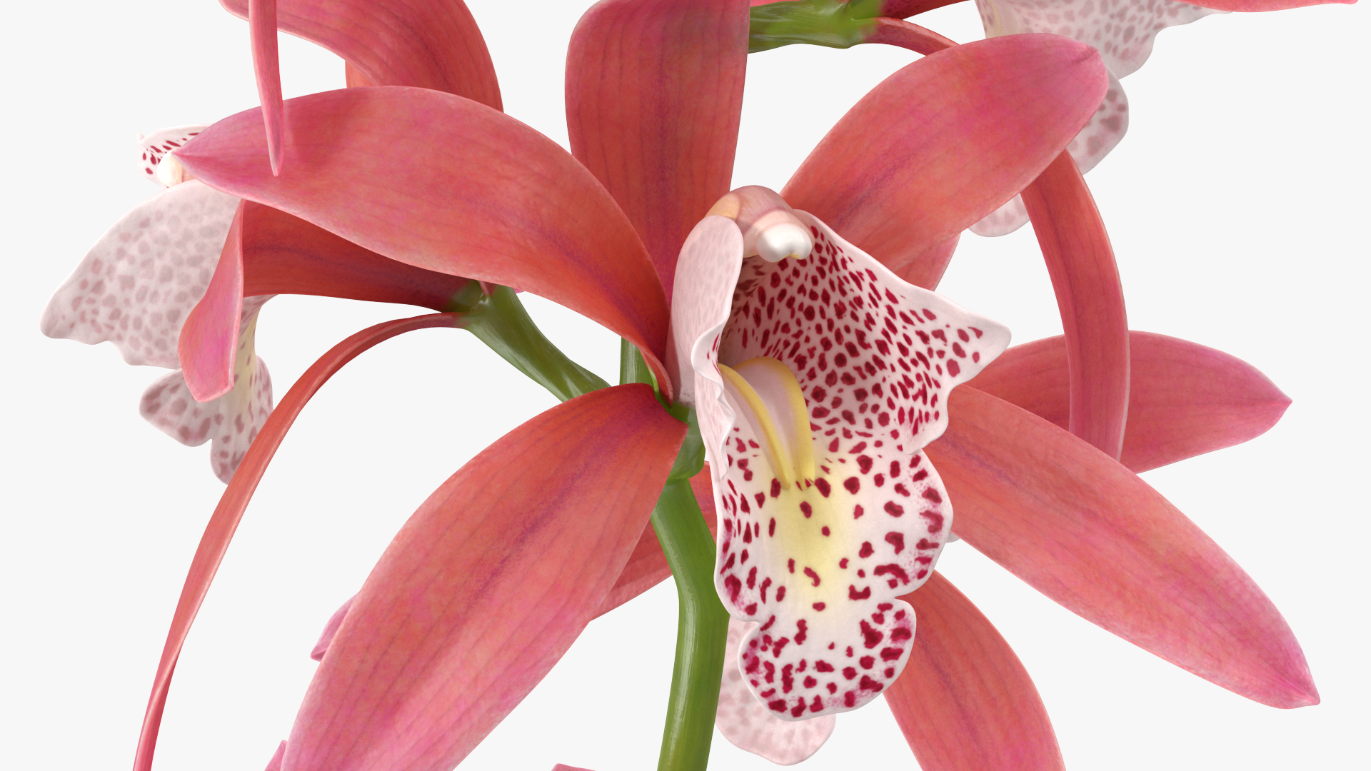 3D Pink Orchid Branch model