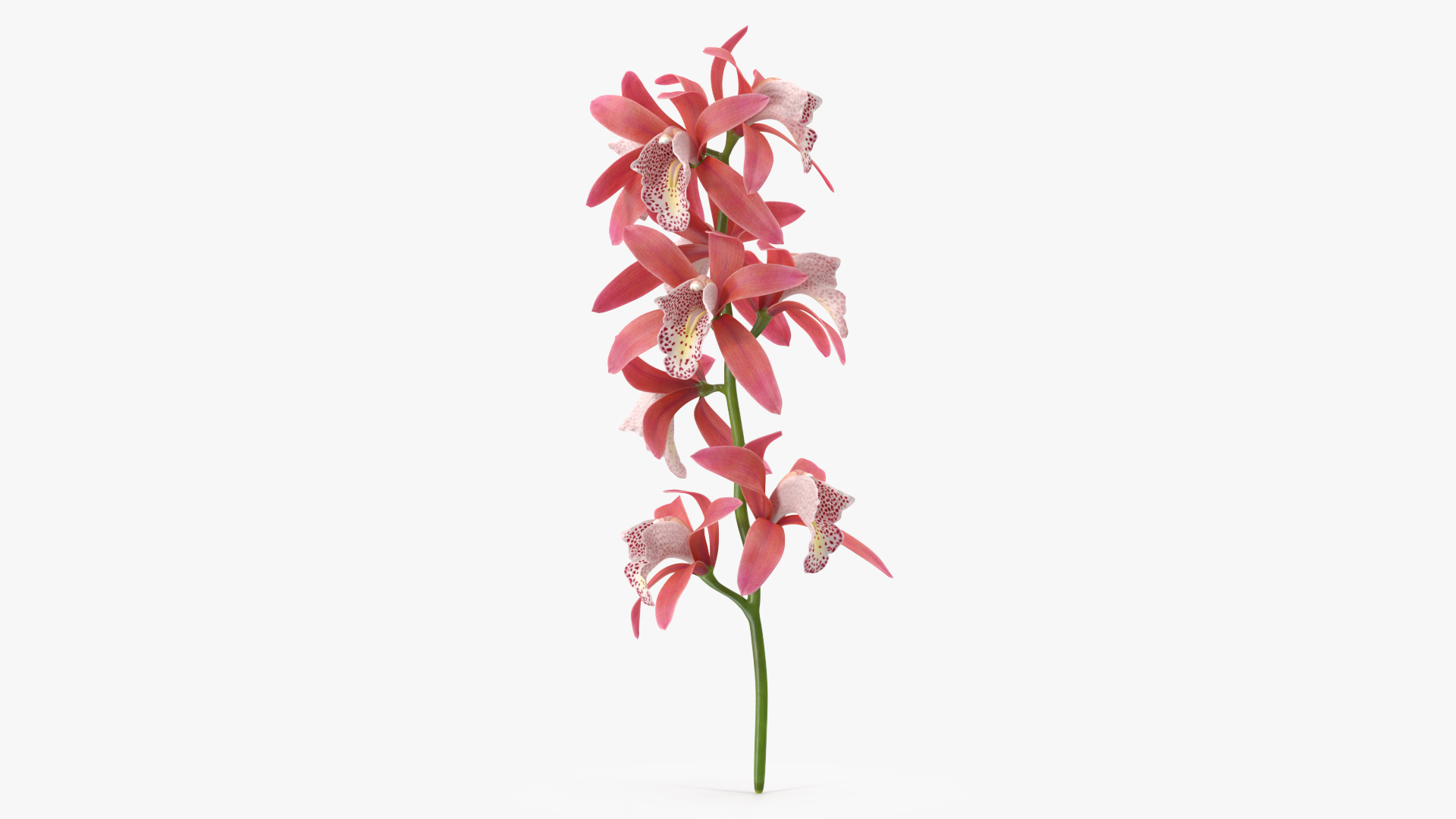 3D Pink Orchid Branch model