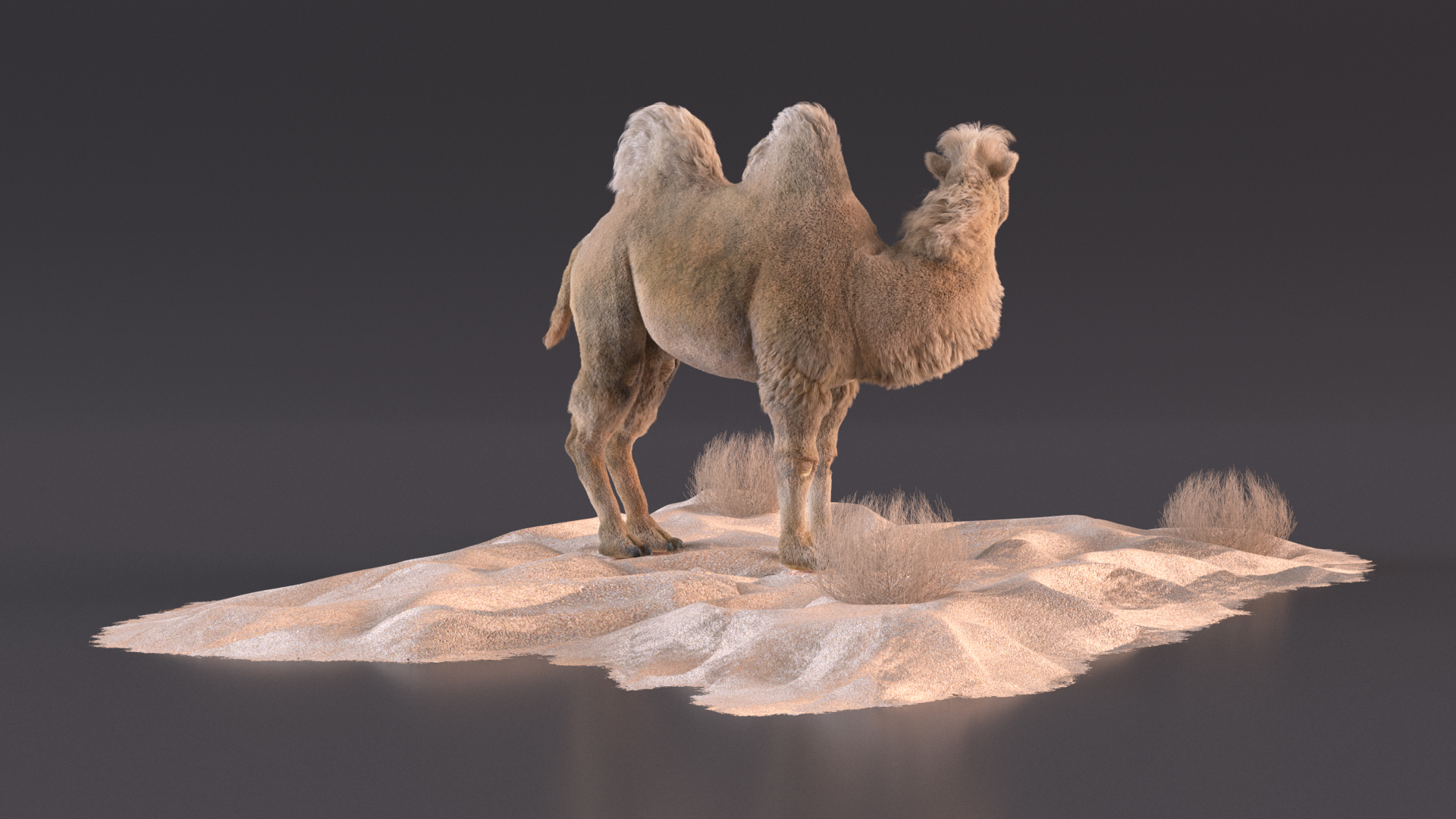 3D Bactrian Camel on Desert Sand Fur model