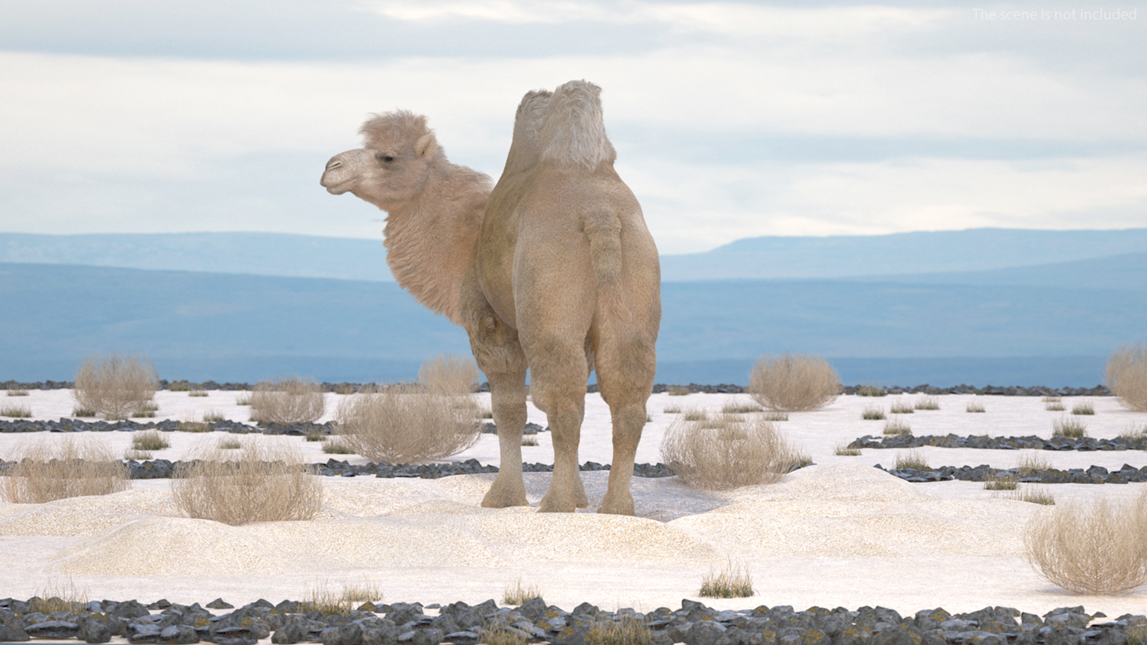 3D Bactrian Camel on Desert Sand Fur model