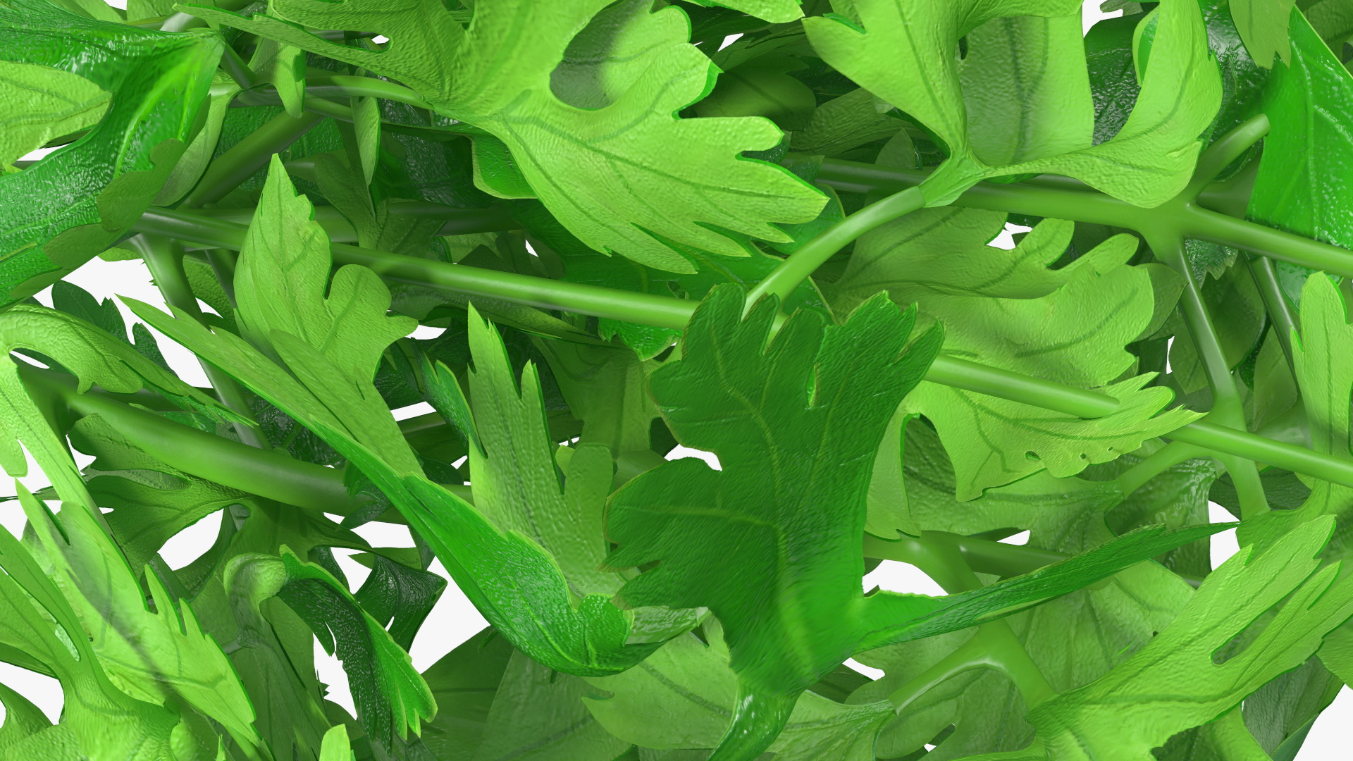 3D Fresh Parsley Leaves Bunch