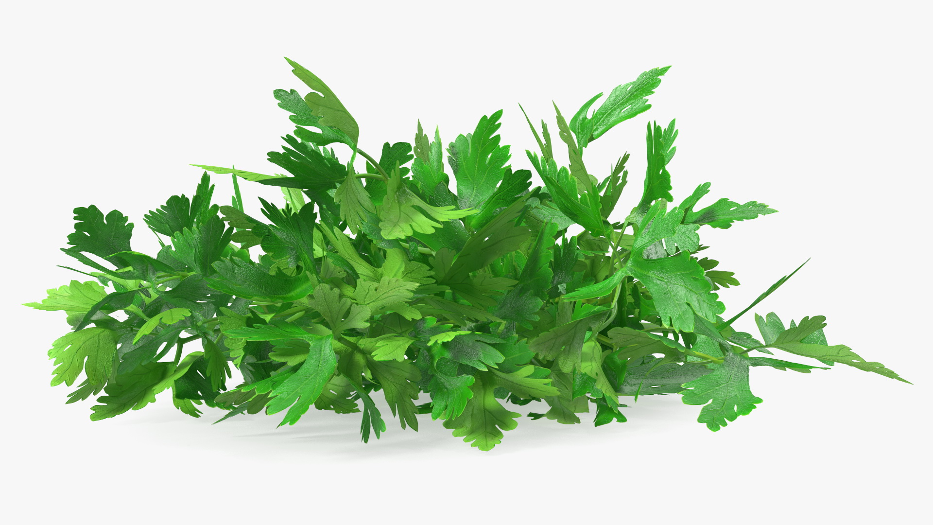 3D Fresh Parsley Leaves Bunch