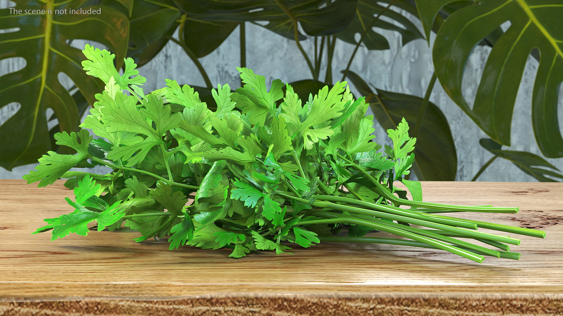 3D Fresh Parsley Leaves Bunch