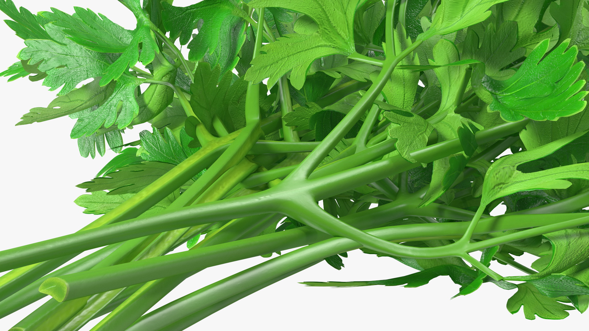 3D Fresh Parsley Leaves Bunch