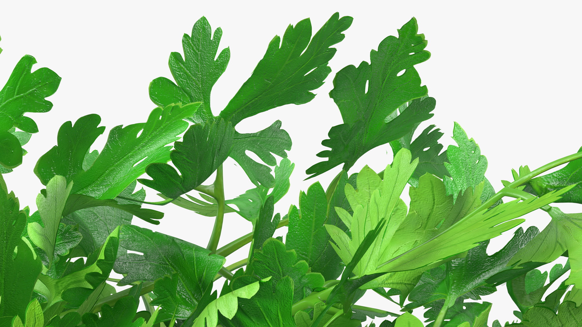 3D Fresh Parsley Leaves Bunch