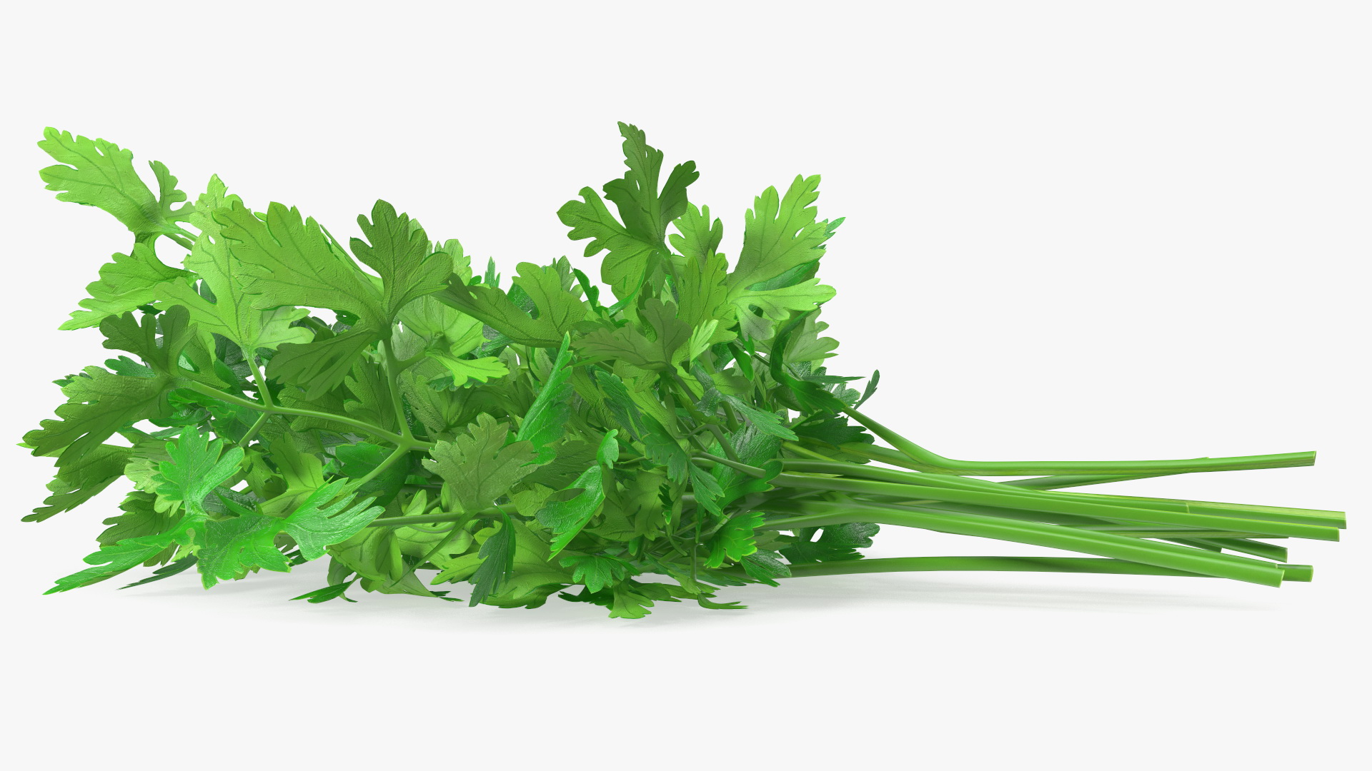 3D Fresh Parsley Leaves Bunch