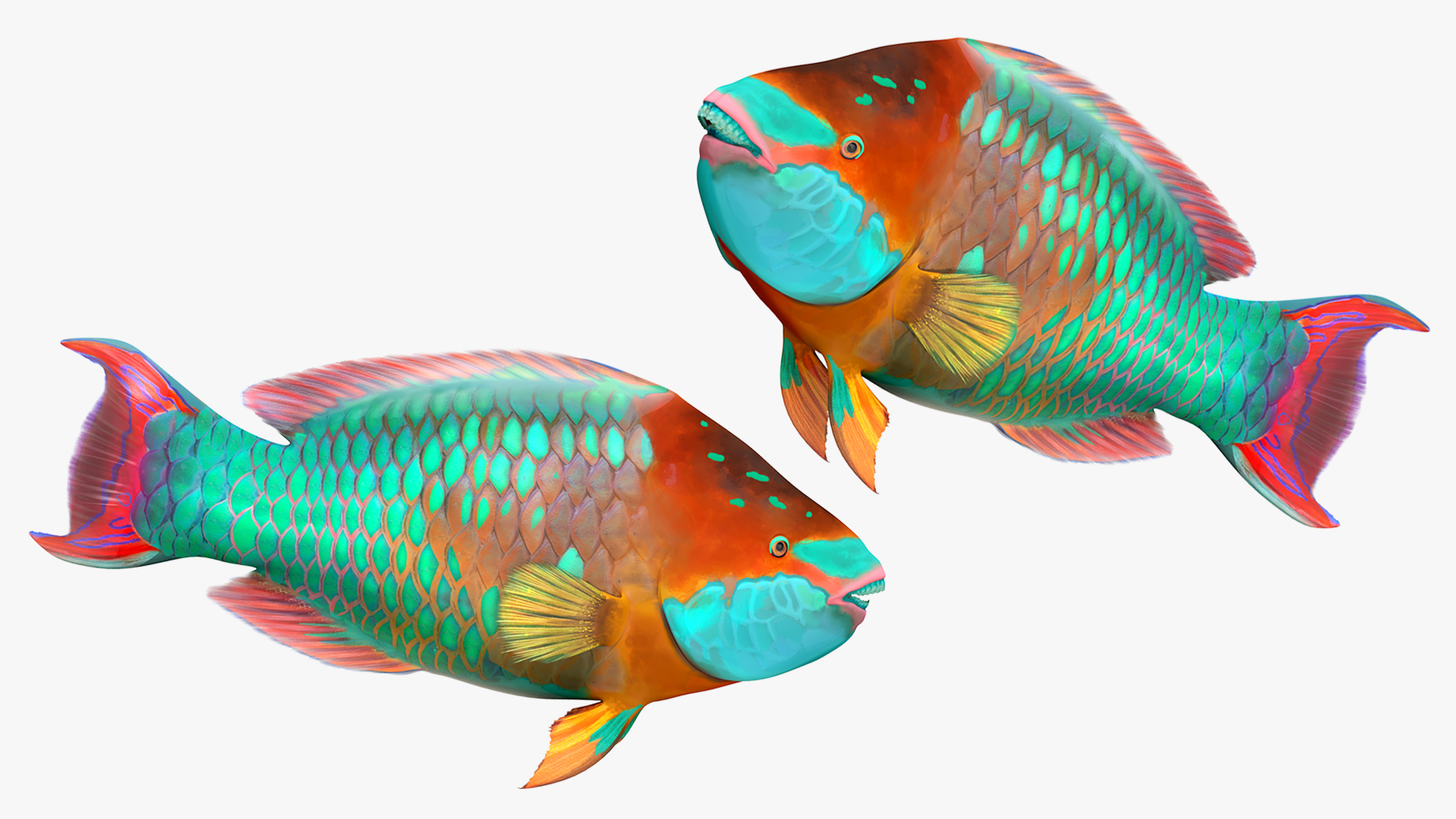 3D Tropical Parrotfish Rigged