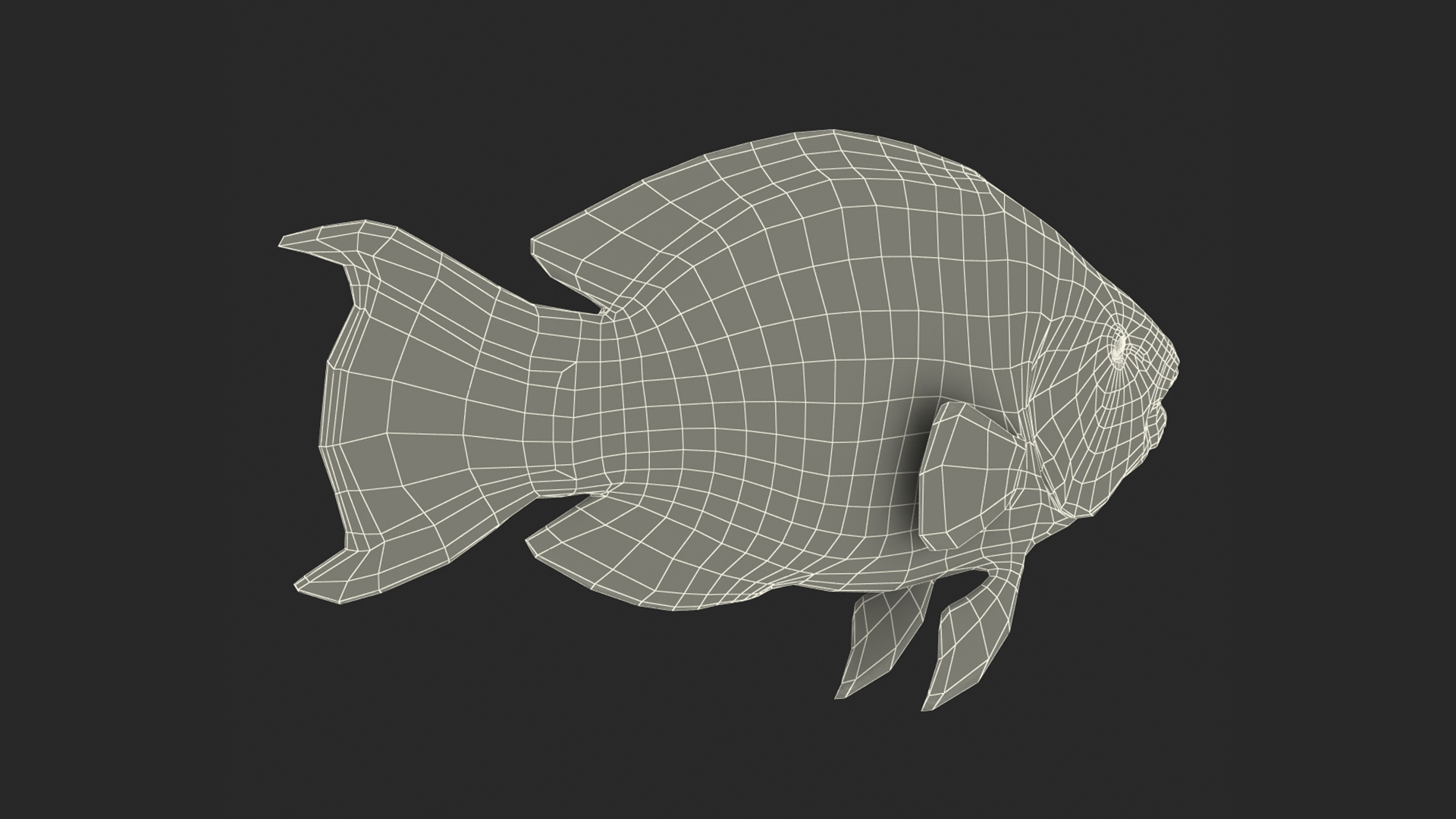 3D Tropical Parrotfish Rigged