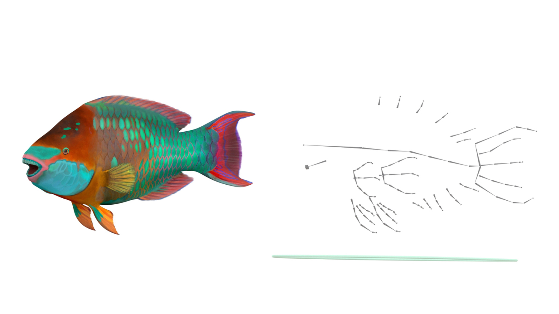 3D Tropical Parrotfish Rigged