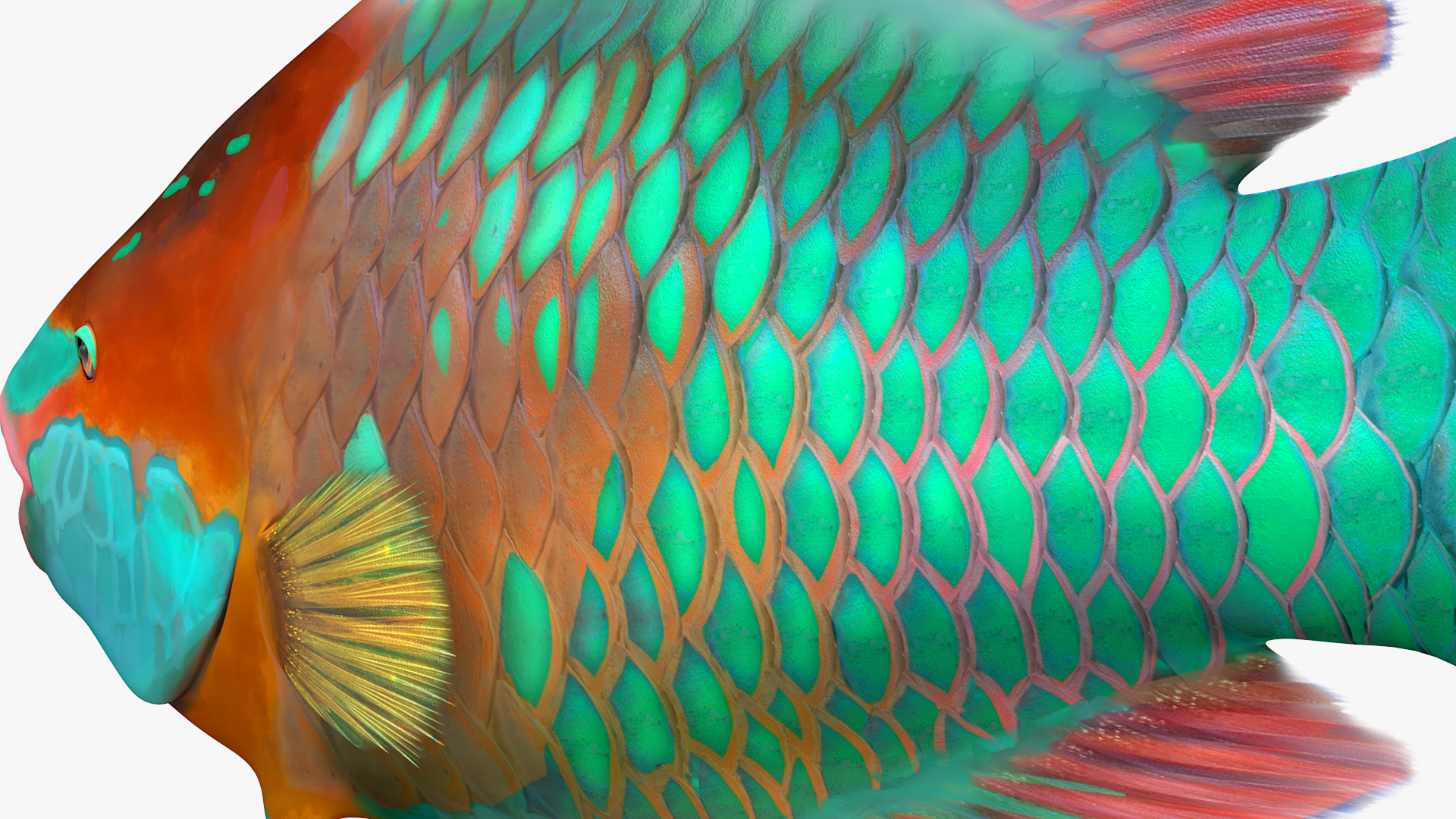 3D Tropical Parrotfish Rigged