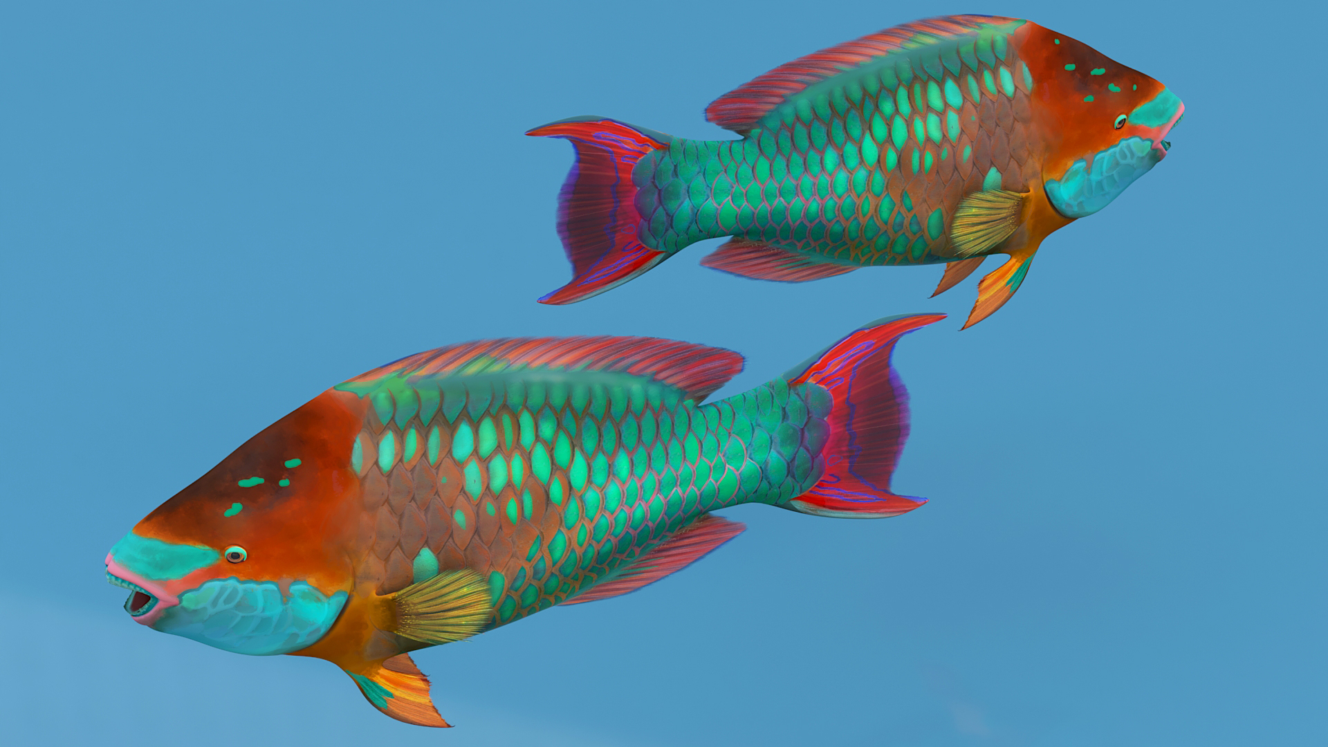 3D Tropical Parrotfish Rigged