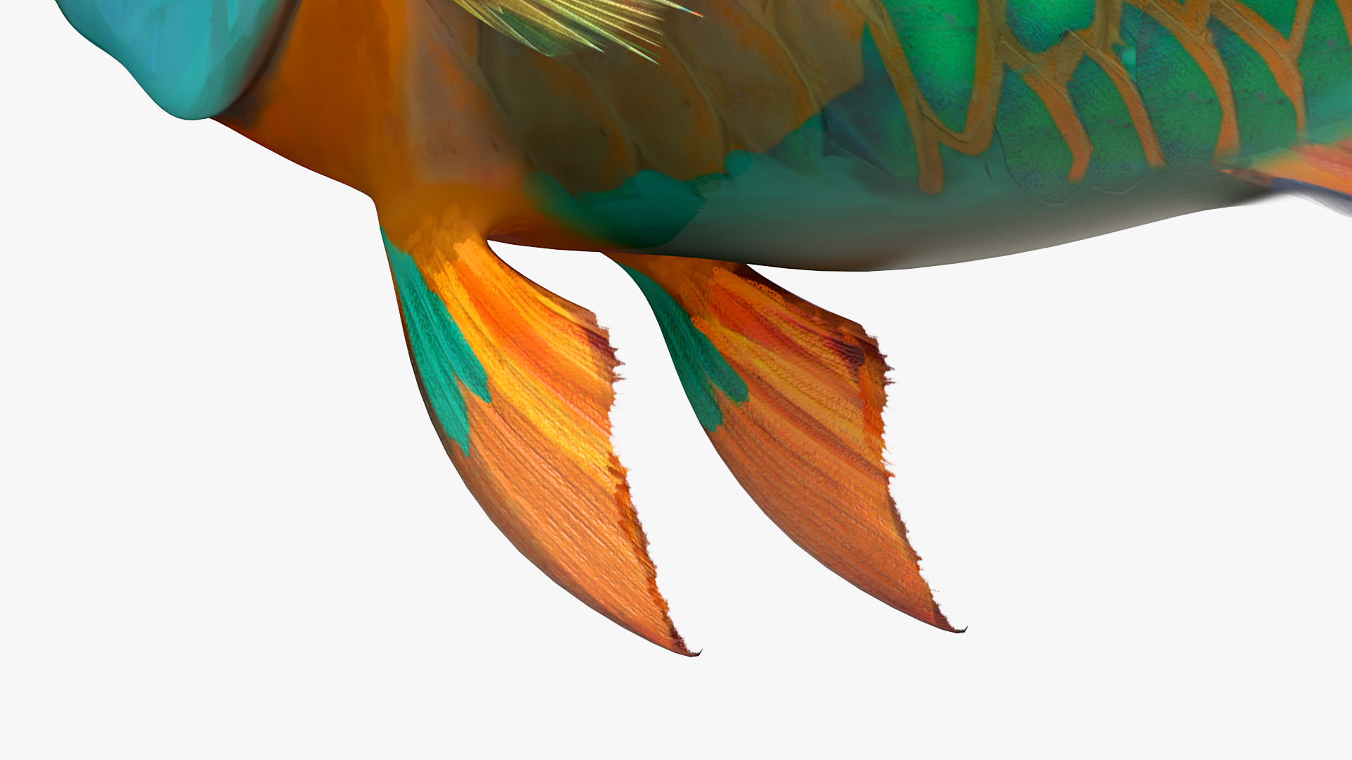 3D Tropical Parrotfish Rigged