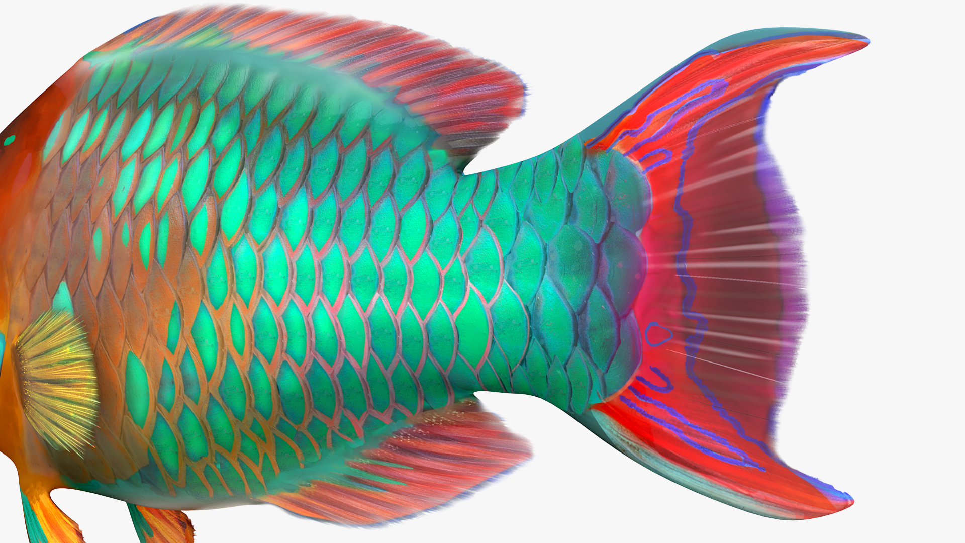 3D Tropical Parrotfish Rigged