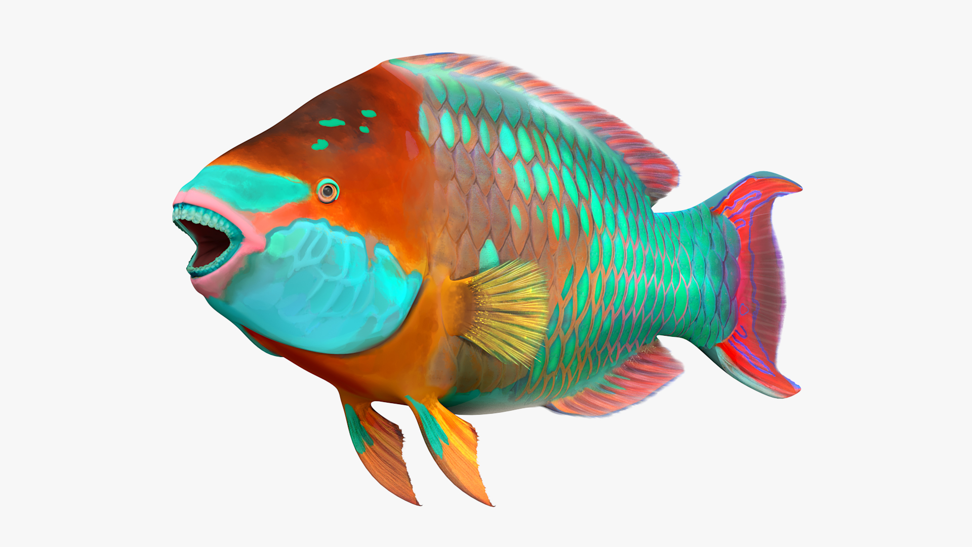 3D Tropical Parrotfish Rigged