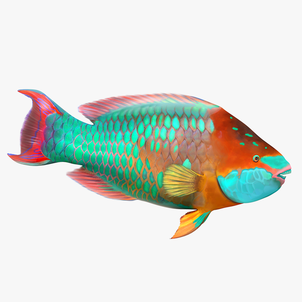 3D Tropical Parrotfish Rigged