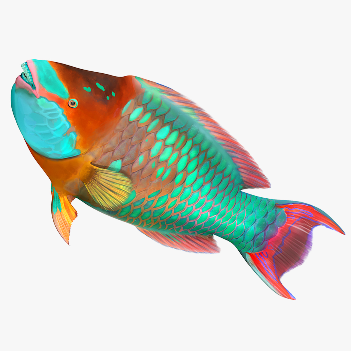 3D Tropical Parrotfish Rigged